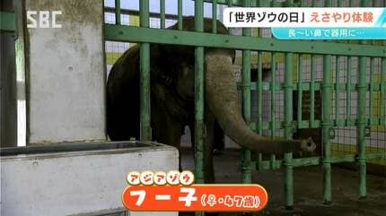 想ゾウよりもでっかいゾウ！「世界ゾウの日」 長野市の動物園で「エサ