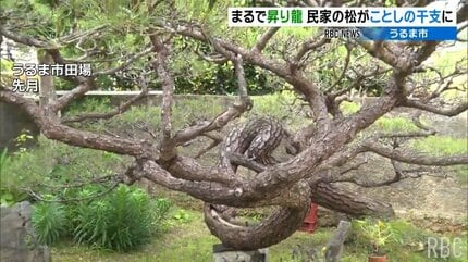 まるで「昇り龍」民家の松がことしの干支にそっくりと話題に | 沖縄の