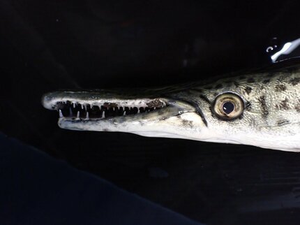 水たまりの “アリゲーターガー” 水族館で特別展示 5月25日26日限定で