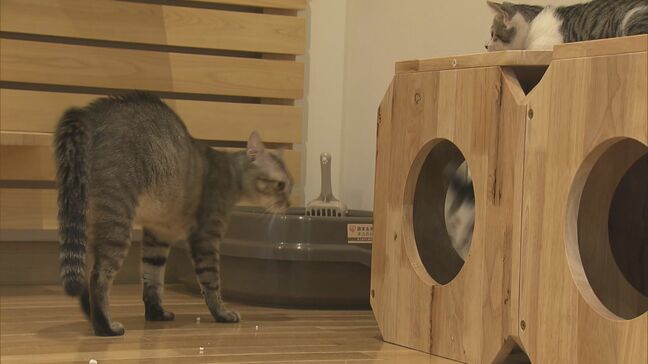 動物愛護センター「あいくる」オープン “会いに来る”“愛が来る”「動物の命をつないでいく」 施設に 愛知・豊橋市|TBS NEWS DIG
