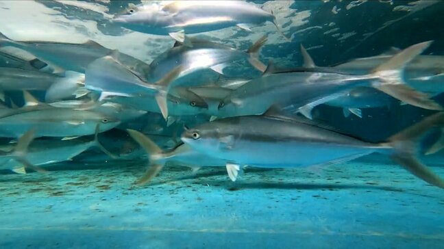 「円安に異常な暑さ」苦境に立つ魚の養殖業 一方注目を集める「陸上養殖」 なぜ電力会社が?異業種の参入が相次ぐ意外な背景|TBS NEWS DIG