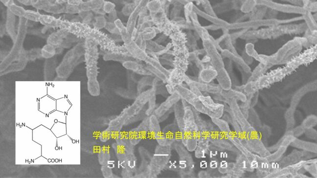 「酸や熱によるストレスを与えると増産できる」細菌から生産される抗生物質 "シネフンギン"  ストレス応答を利用した増産機構を解明【岡山大学】|TBS NEWS DIG