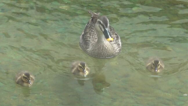 カルガモ親子が病院の中庭に 5羽のヒナが愛らしい姿 患者や職員の心を和ませる 山梨|TBS NEWS DIG