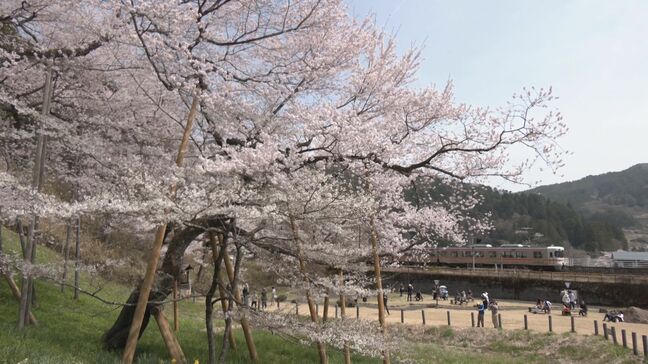 「臥龍桜」が満開　“ふせた龍”のように見える樹齢1100年以上の大木　岐阜・高山市|TBS NEWS DIG