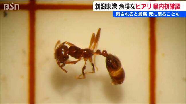 『ヒアリ』県内初確認　刺されると最悪“死に至る”ことも　新潟東港西ふ頭のコンテナターミナル　新潟県 |TBS NEWS DIG