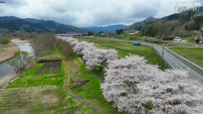 カメラマンリポート「遠野の春」　エドヒガンザクラや1.５キロにわたって咲き誇る桜並木　猫が迎えてくれるレストランも　岩手|TBS NEWS DIG