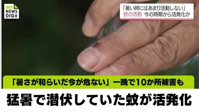 猛暑で潜伏していた蚊が活発化「暑さが和らいだ今が危ない」一晩で10か所被害も|TBS NEWS DIG