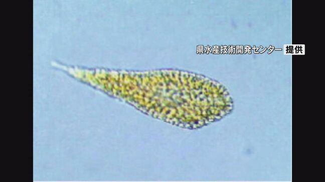 八代海に赤潮警報　去年は養殖ブリ約1億被害　毒性強い赤潮生物が増殖|TBS NEWS DIG