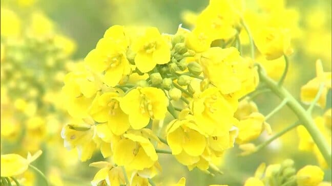 「ちょっと春を感じますね」国営讃岐まんのう公園で “菜の花” が例年より1か月遅れて見ごろに【香川】|TBS NEWS DIG