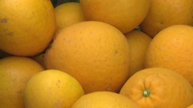 “和製グレープフルーツ”河内晩柑 大阪関西万博の国際交流プログラムでも活用へ 愛媛・宇和島市|TBS NEWS DIG