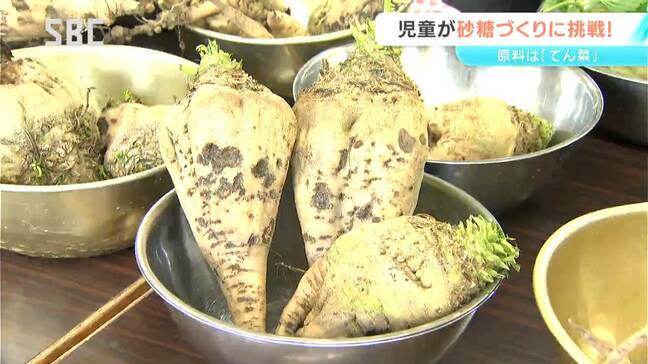 「甘い！キャラメルみたい」小学生が「てん菜」から砂糖作りに挑戦！長野・安曇野市|TBS NEWS DIG