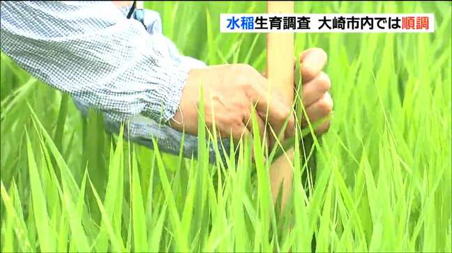 イネの生育は過去5年平均上回り順調 宮城・大崎市|TBS NEWS DIG