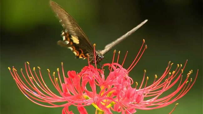 深紅のヒガンバナが森でひっそりと…児玉美術館で見頃今週末まで　鹿児島|TBS NEWS DIG