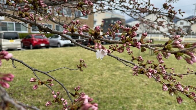 【速報】山形でサクラが開花　山形地方気象台が桜の標本木の開花を確認|TBS NEWS DIG