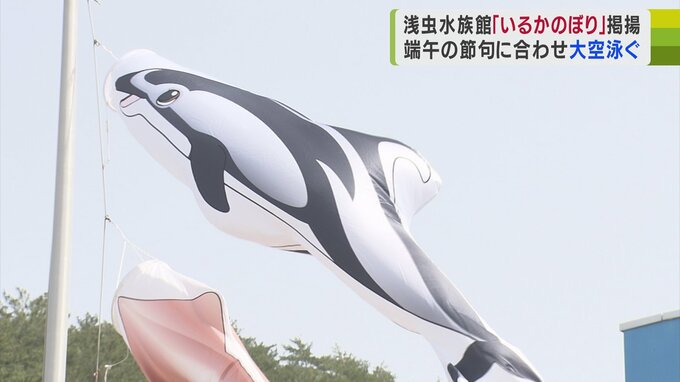 屋根よ～り高～い♪　“いるかのぼり”～♪　水族館に桜の空を泳ぐ海の生き物たち　|　青森のニュース│ATV NEWS│青森テレビ