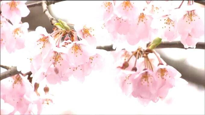 「天気もいいしみんなで楽しみたい」桜満開の公園 花見客でにぎわう　仙台|TBS NEWS DIG