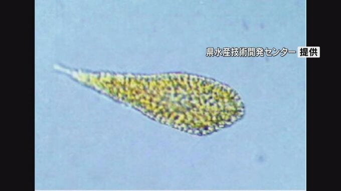八代海に赤潮警報　去年は養殖ブリ約1億被害　毒性強い赤潮生物が増殖　|　鹿児島のニュース｜MBC NEWS｜南日本放送