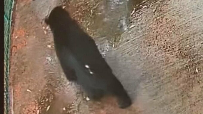 防犯カメラがとらえたクマ　敷地内をゆっくり歩き回り「こわい…」早朝の市街地が騒然　目撃情報があった高校は臨時休校に　警察や自治体が警戒続ける　広島･廿日市市　|　RCC NEWS | 広島ニュース | RCC中国放送