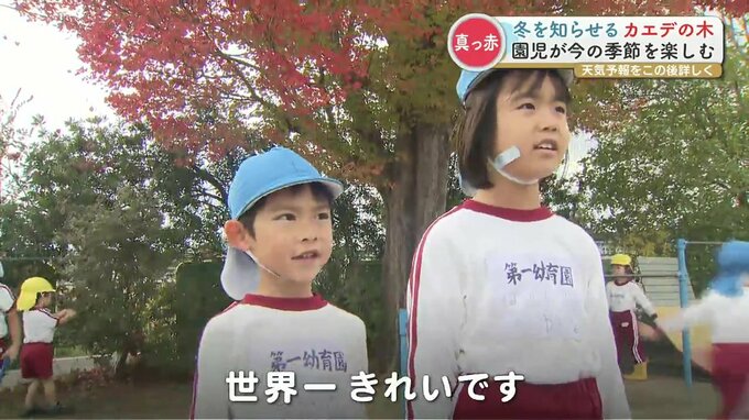 「世界一きれい」真っ赤に色づいたカエデの下で落ち葉あつめ　子どもたちは遊びに夢中　|　熊本のニュース｜RKK NEWS｜RKK熊本放送