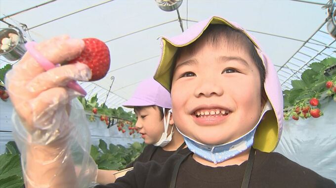 「トマトじゃないよ、イチゴだよ！」まもなく始まるイチゴ狩り　店頭に並ばない完熟イチゴ…見分け方は？　|　BSSニュース | BSS山陰放送