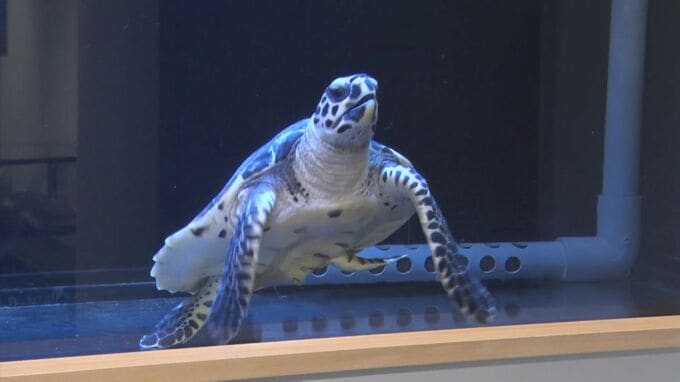 山陰の海岸に流れ着いた生き物やゴミなどを展示　しまね海洋館アクアスの特別展「どんぶらこ」　|　BSSニュース | BSS山陰放送