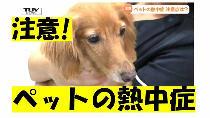 危険なペットの熱中症…高リスクのペットの特徴は？ペットが熱中症になりやすい理由は？専門の獣医師が指摘する予防のポイントは|TBS NEWS DIG