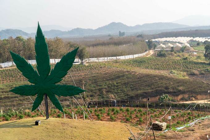 Cannabis farm near Chiang Rai.
