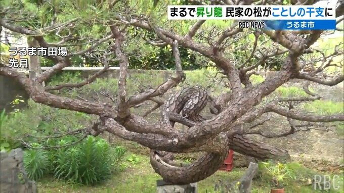 まるで「昇り龍」民家の松がことしの干支にそっくりと話題に|TBS NEWS DIG