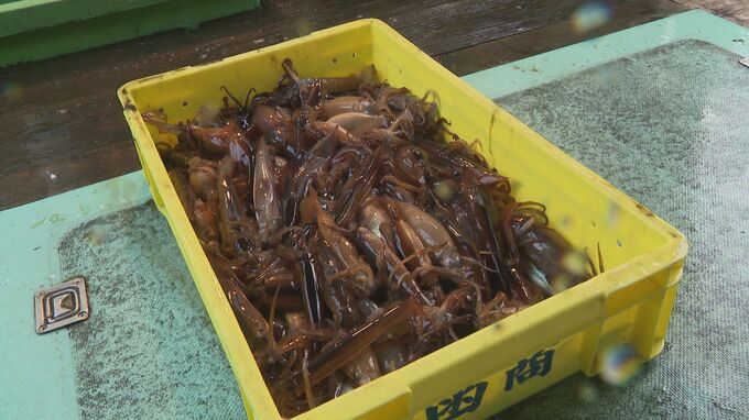 【スルメイカ初競り】“令和最高値”1キロ1万2000円　水揚げ量は前年比3分の1の深刻な不漁　函館朝市では「とれたての味」楽しむ観光客も|TBS NEWS DIG