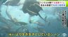 「浅虫水族館」のトンネル水槽で魚の「お食事タイム」見学可能に！　エイやタイなど20種類400匹の貴重な瞬間を楽しめる　青森市　|　青森のニュース│ATV NEWS│青森テレビ