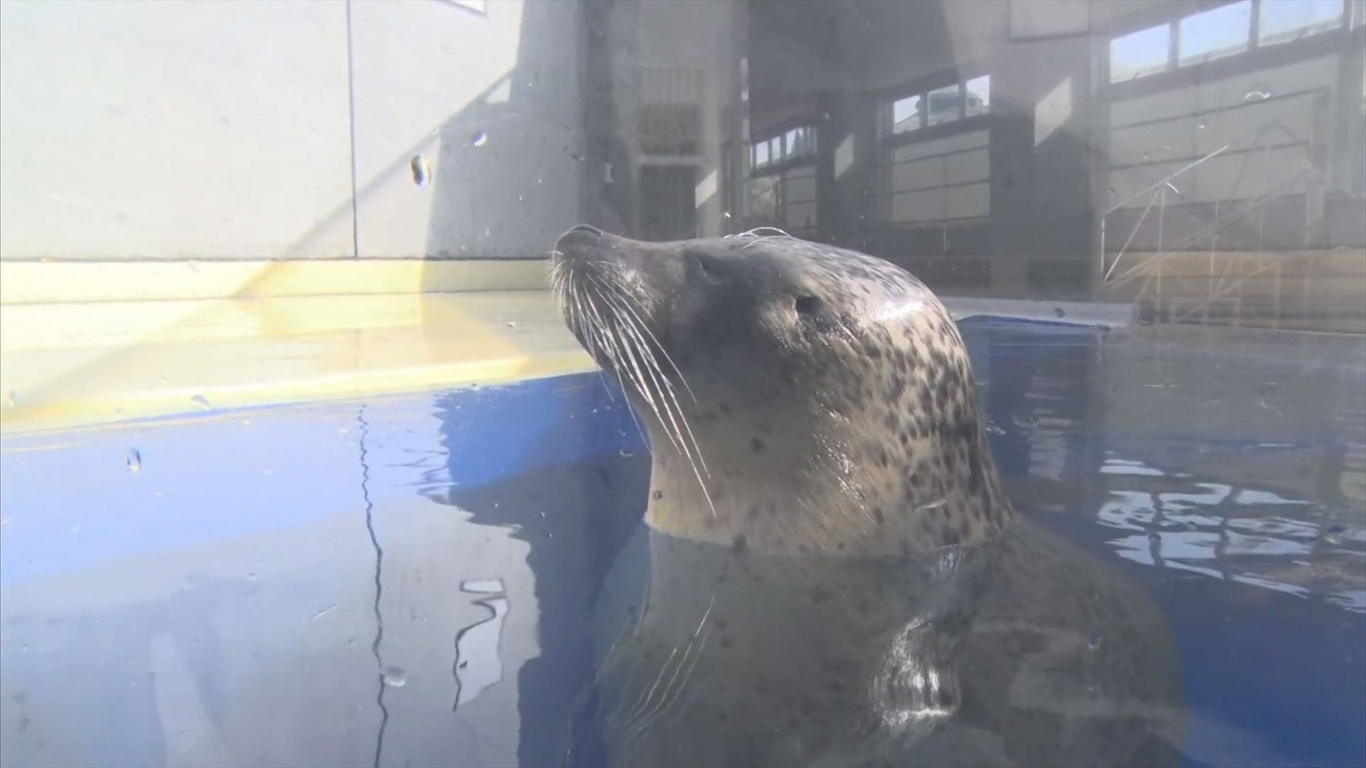 推せ！「アザラシ総選挙」人気ナンバー1は誰だ | BSSニュース | BSS