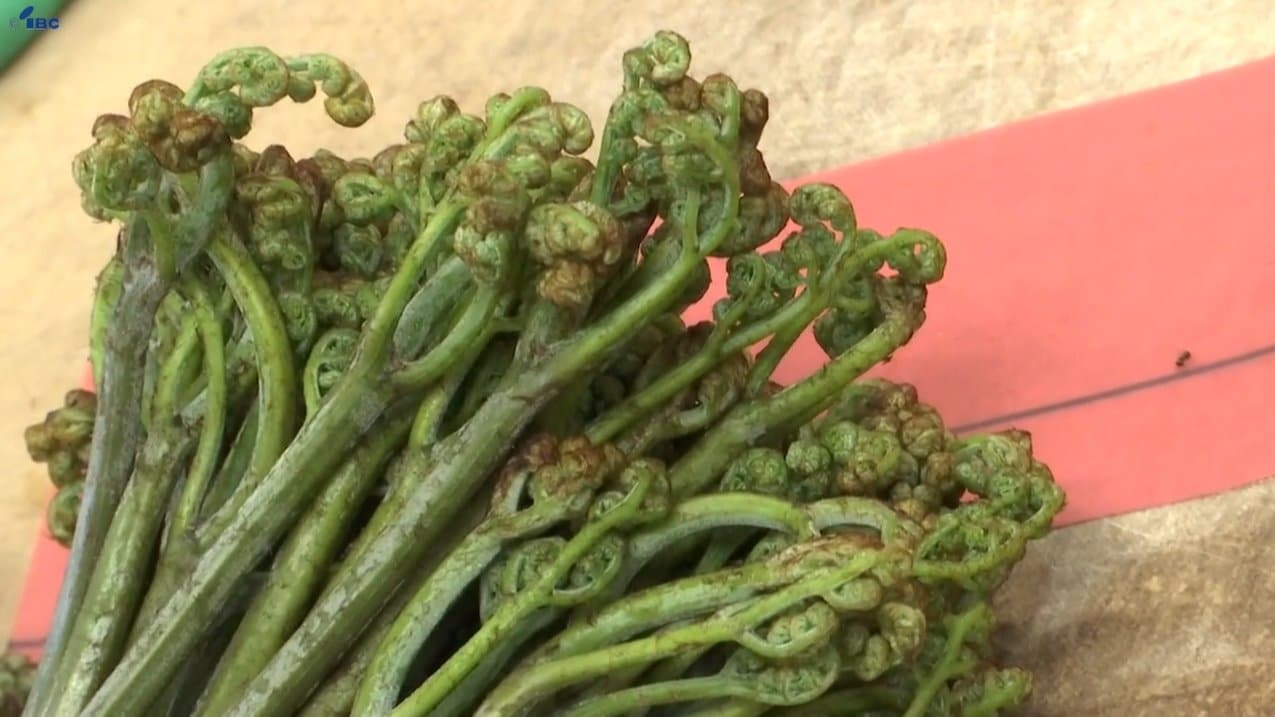 ものはいい。太いのが採れている」町の特産・西わらび集荷に合わせた