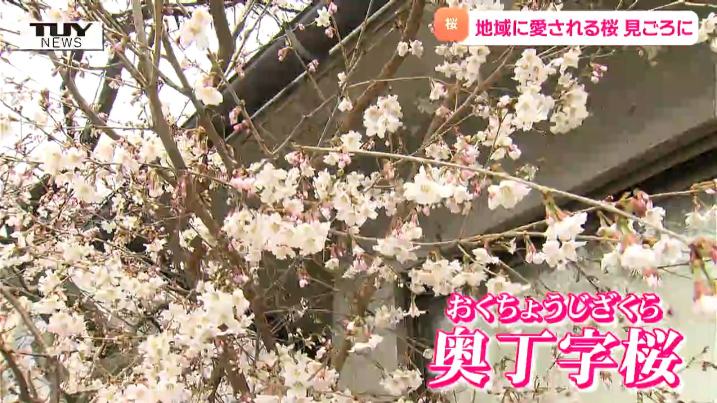 十月桜、斜幹作り、沢山の花付き やや傷や汚れあり 中品盆栽、十月桜、斜幹模様木、花、花芽付き やや傷や汚れあり ノリ典