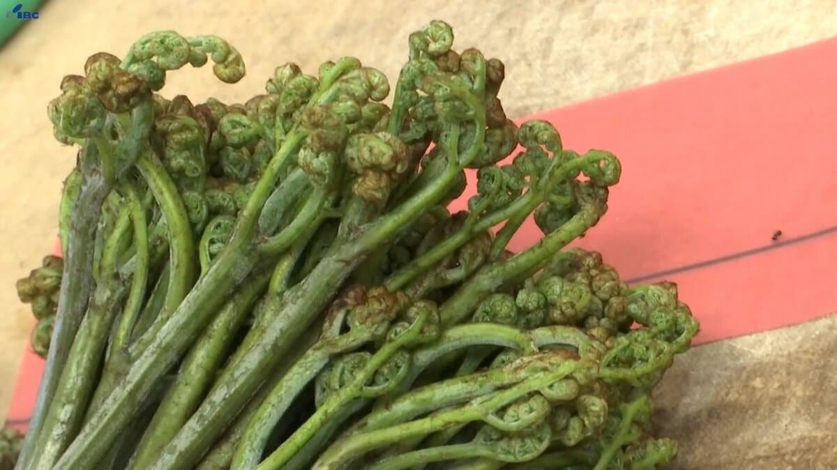 ものはいい。太いのが採れている」町の特産・西わらび集荷に合わせた