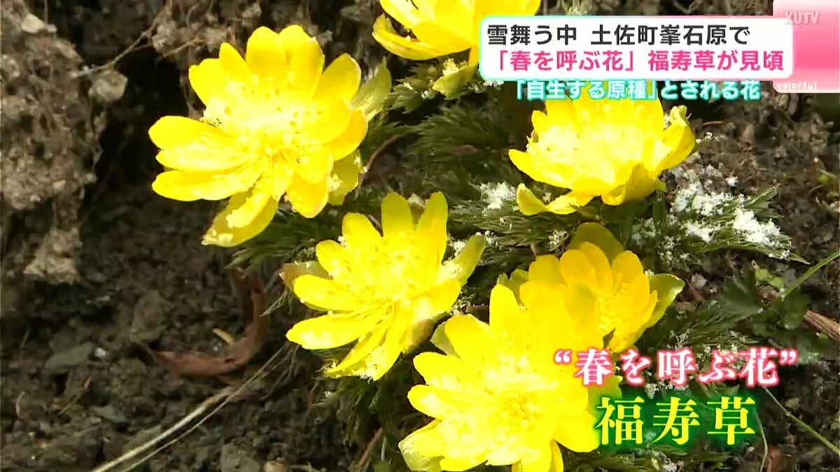 雪舞う中「春を呼ぶ花」福寿草が見ごろ迎える 「自生する原種」とされ