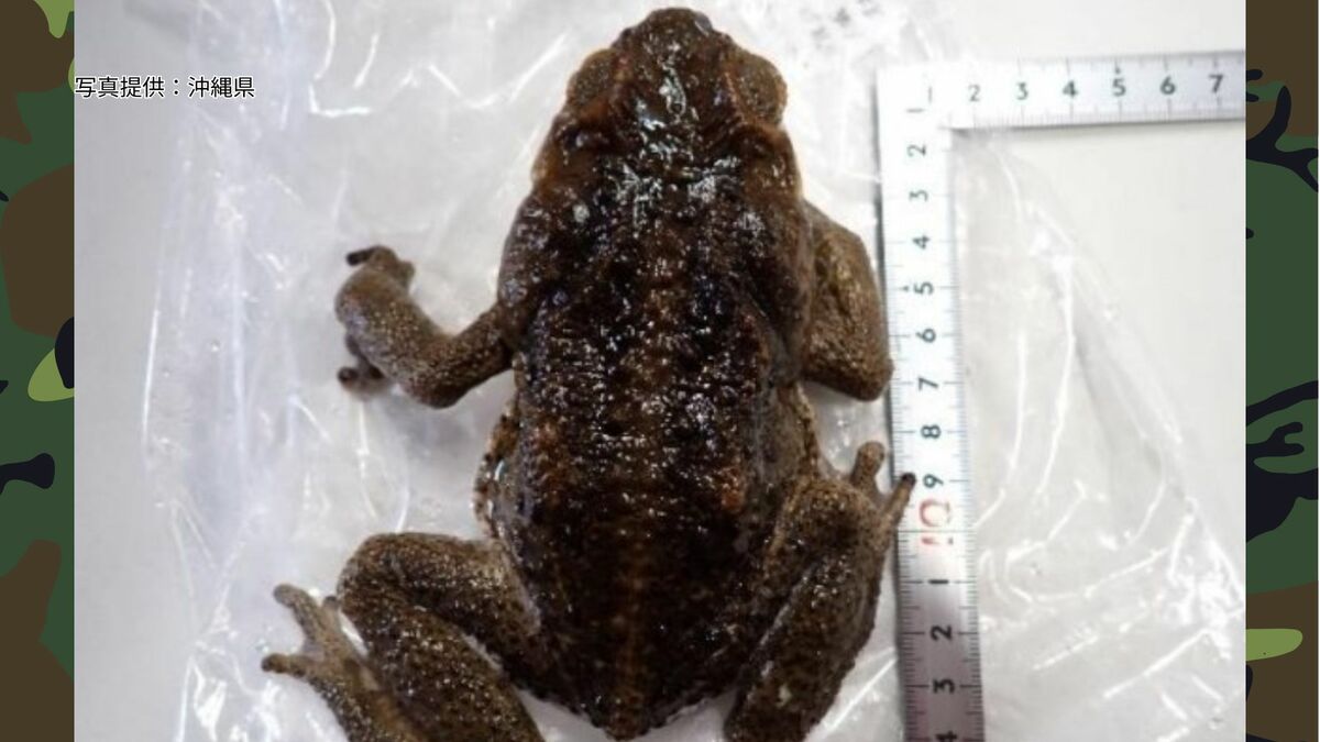 折りたたみ財布大”の有毒カエルを捕獲！強力な繫殖能力で「世界の侵略
