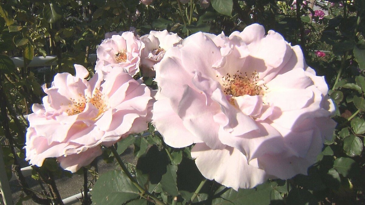住宅の庭園が秋バラで見頃　230品種の可憐な花が咲き誇る　大分