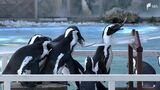 約20羽のペンギンがアジをめぐって奪い合い!夏休み恒例の「流しアジ」=あわしまマリンパーク | 静岡のニュース | SBSNEWS | 静岡放送