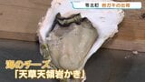 大きさは真ガキの約3倍！海のチーズ『天草天領岩かき』出荷盛んに　物価高騰も今季は価格据え置きで提供　熊本|TBS NEWS DIG