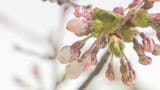 【開花予想日】函館のサクラのようすは？気象台職員が観察も…札幌はあす開花予想　北海道の桜前線|TBS NEWS DIG