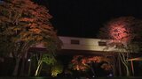 広さ約7000坪! 遠野郷八幡宮で紅葉のライトアップ 岩手|TBS NEWS DIG