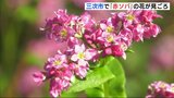 赤いソバの花が見頃むかえる　ＪＲ芸備線とのコントラストも写真映え　広島･三次市　|　RCC NEWS | 広島ニュース | RCC中国放送