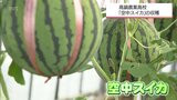 高鍋農業高校で栽培した「空中スイカ」を生徒が収穫 400個限定で7日に販売 | MRTニュース | MRT宮崎放送