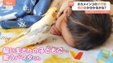 SNSで話題　子守歌を歌うオカメインコのパスタくん　奏でる“独特すぎる”アレンジ クセになるかも！？何の曲か分かるかな？|TBS NEWS DIG