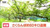 大切な赤い宝石が盗難　価格が高騰しやすい今年は注意！ さくらんぼ約60キロ 14万円相当が被害に　小ぶりなものは用水路へ捨てられる（山形・長井市）　|　山形のニュース│TUYテレビユー山形