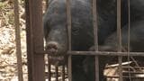 狙いはハチミツか クマが寺の壁を壊す(山形・鶴岡市) | 山形のニュース│TUYテレビユー山形