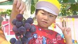 園児が園庭の砂場で育てたブドウを収穫 7月に袋掛けをして毎日水やり 大分・別府市 | 大分のニュース|OBS NEWS|大分放送