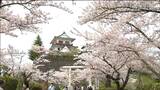 【サクラ・カメラマンスケッチ】夜の表情も楽しめる城山公園のサクラ　宮城・涌谷町|TBS NEWS DIG