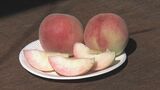 愛知でモモの収穫始まる「常温で香りが出たら2時間冷やして食べて」 日川白鳳・みさか白鳳などの“早生品種”|TBS NEWS DIG
