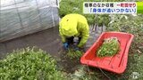 「一町田せり」の収穫が最盛期 凍てつく寒さのなか太ももまで水に浸かり… この道50年以上のベテラン農家でも「作業には慣れたけれども…」青森県弘前市 | 青森のニュース│ATV NEWS│青森テレビ